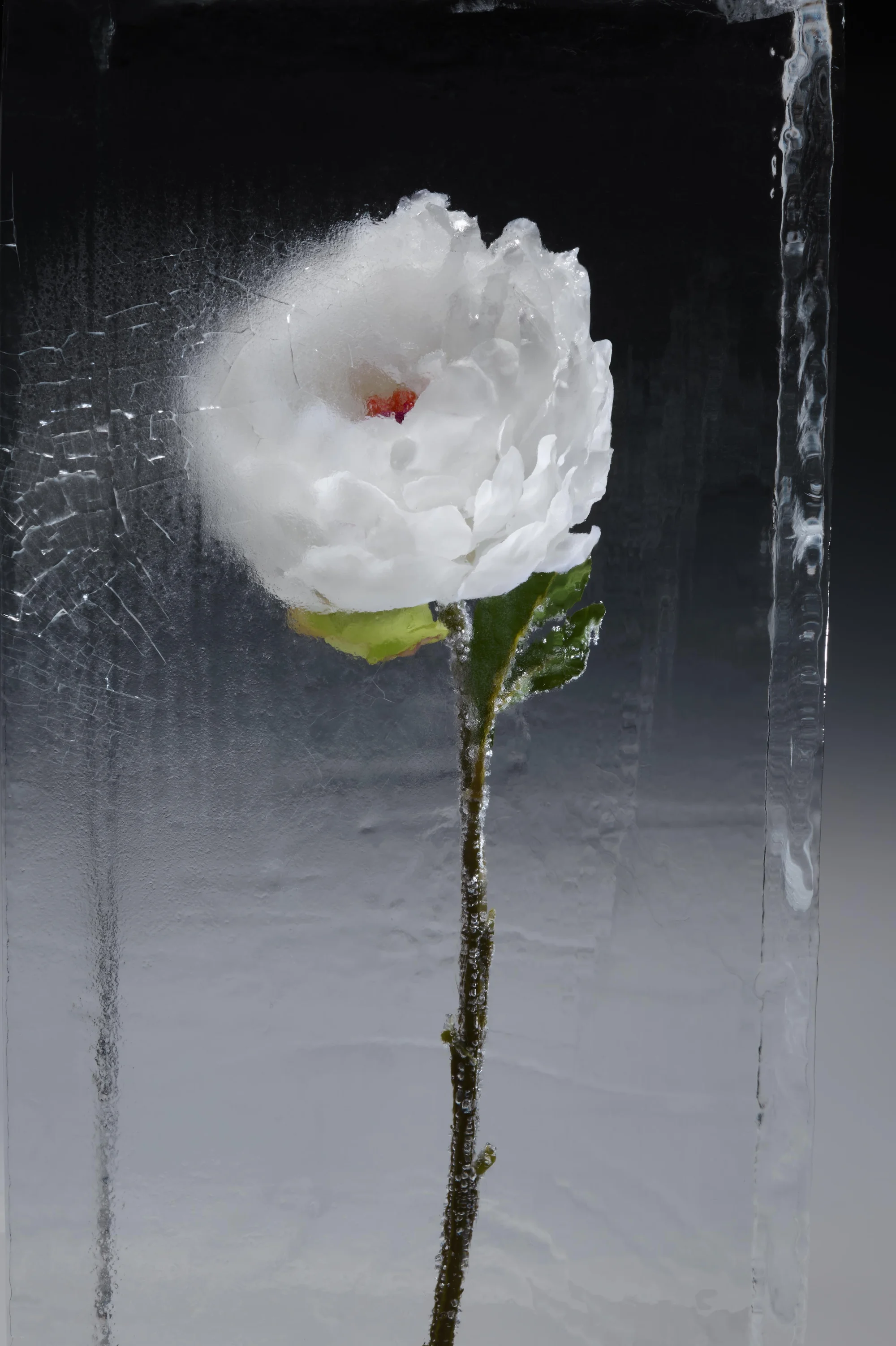 Close-up studio shot of a white flower with green leaves frozen inside a clear ice block against a dark, gradient background.