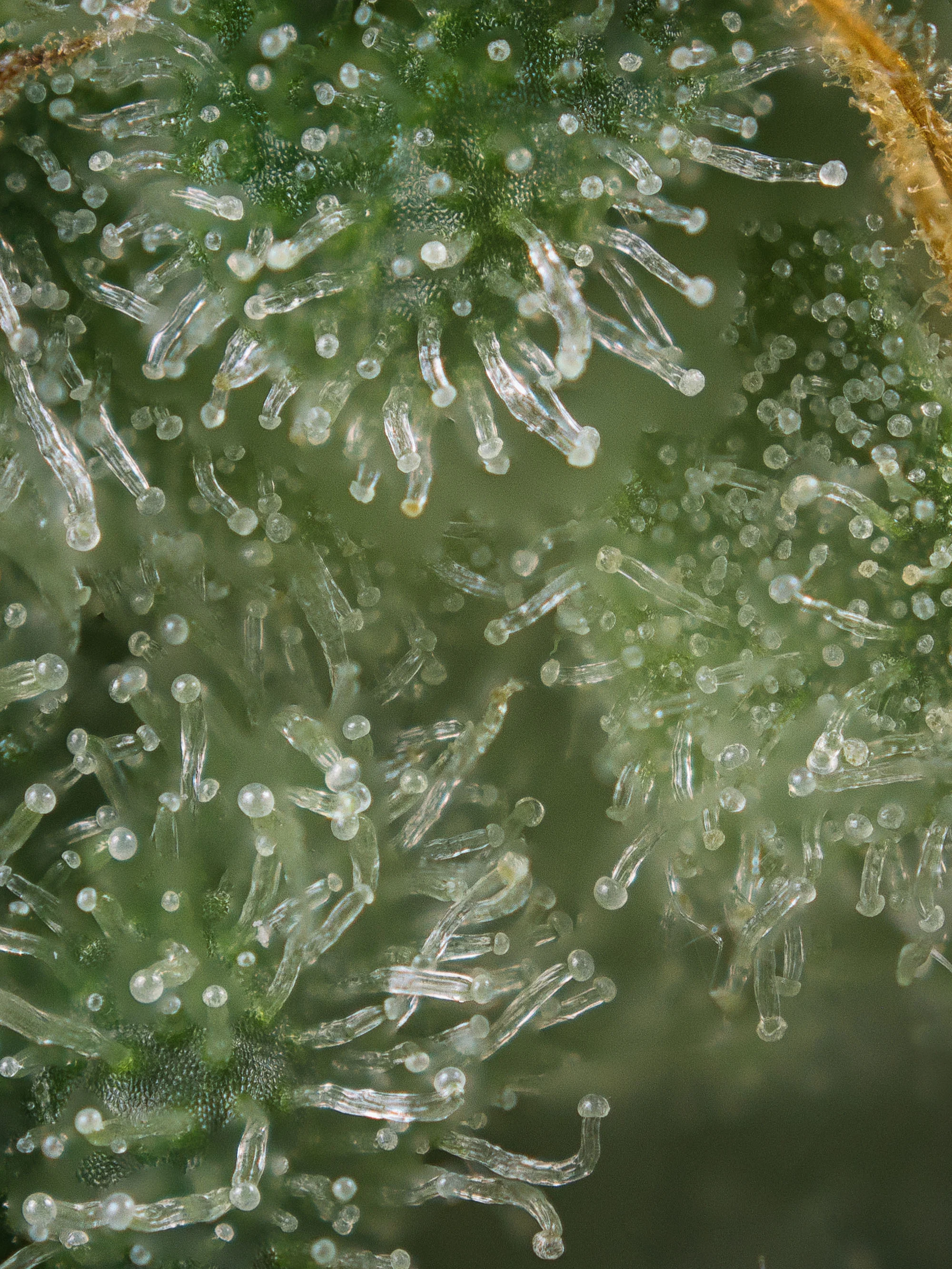 Close-up photograph of trichomes on a green cannabis plant, highlighting their crystalline structures against a blurred background.