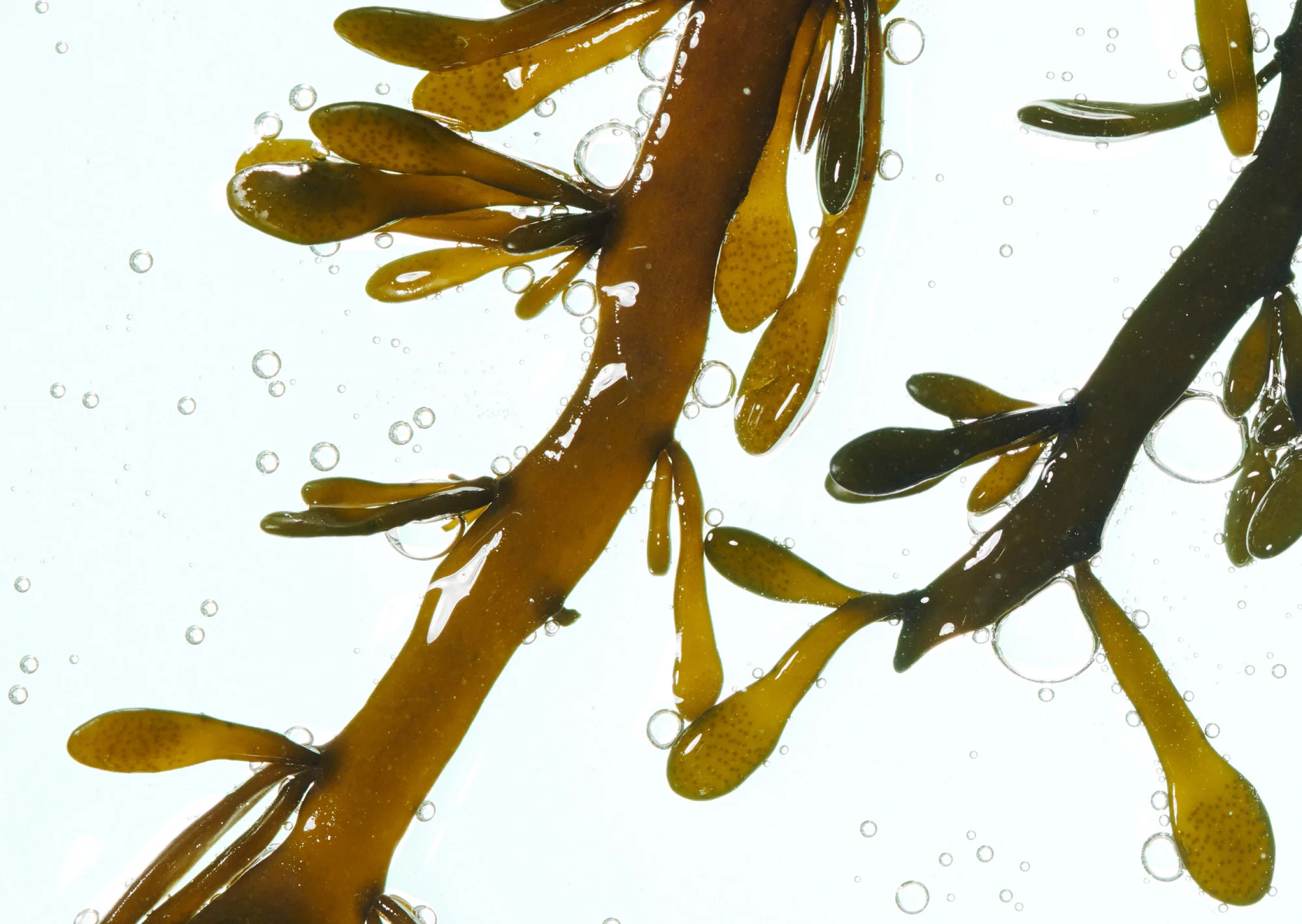 Brown seaweed branches with small leaf-like appendages and numerous small air bubbles, set against a bright white backdrop.