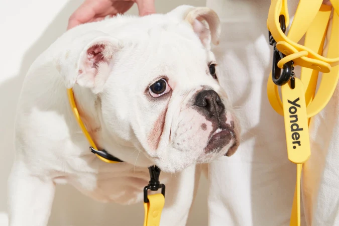 A white English Bulldog puppy is being pet by a hand while wearing a yellow collar and leash on a white background indoors.
