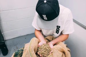 Person wearing white t-shirt and black cap holding raw coffee beans from burlap sack