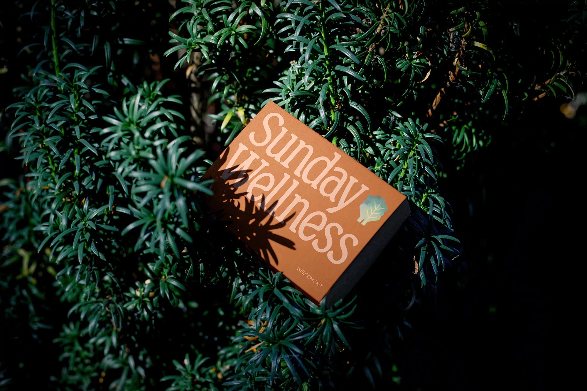 Brown wellness kit box with 'Sunday Wellness' text, nestled within green foliage, creating a natural and health-focused visual.