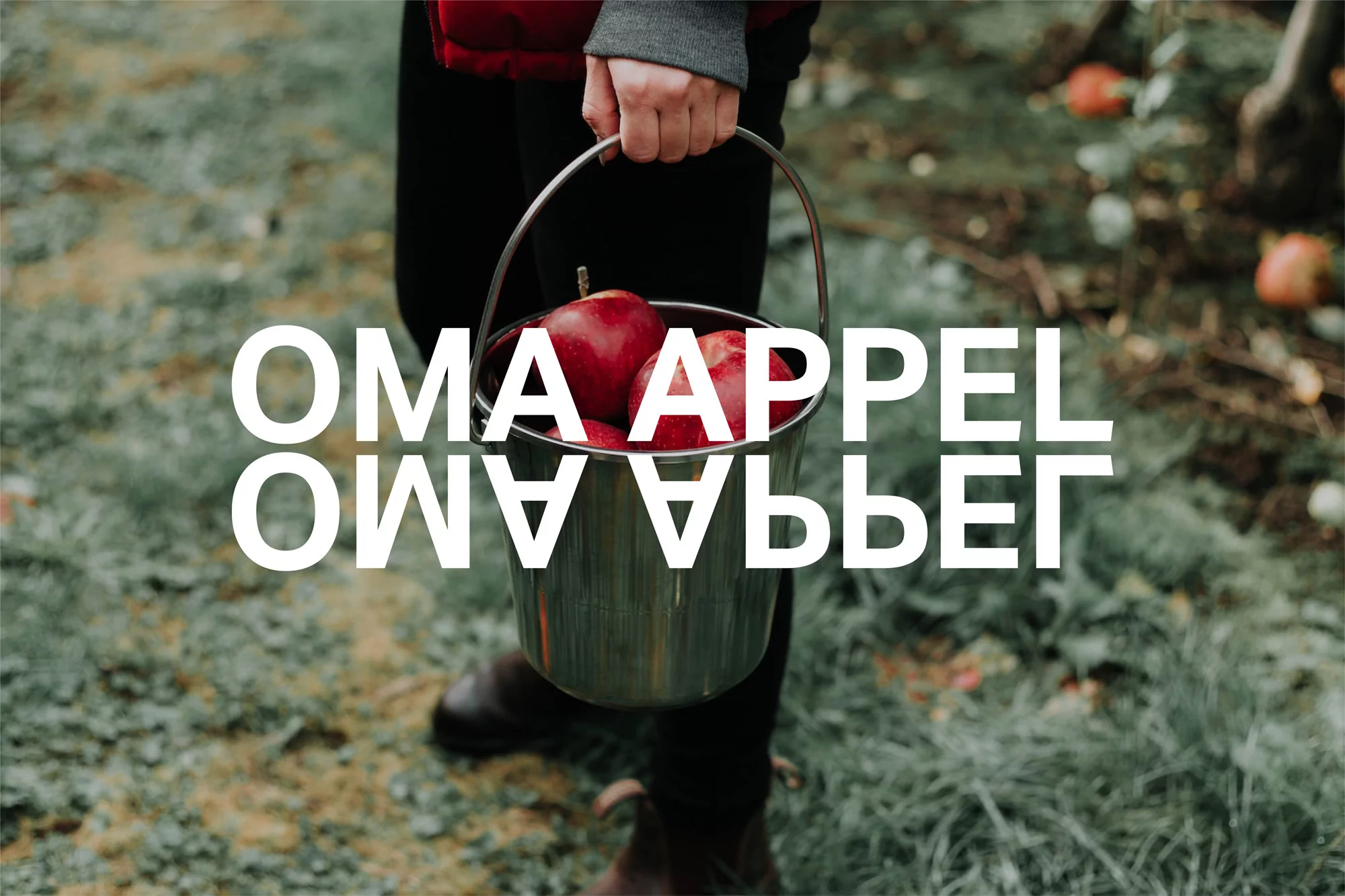 Close-up shot of a person holding a metal bucket filled with red apples in an outdoor orchard setting with lush greenery and text overlay.