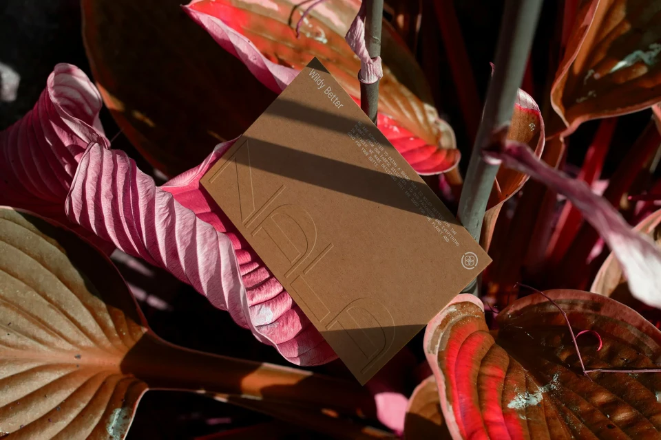 Close-up of a brown card with embossed lettering, angled among vibrant pink and red Hosta plant leaves in bright natural light.