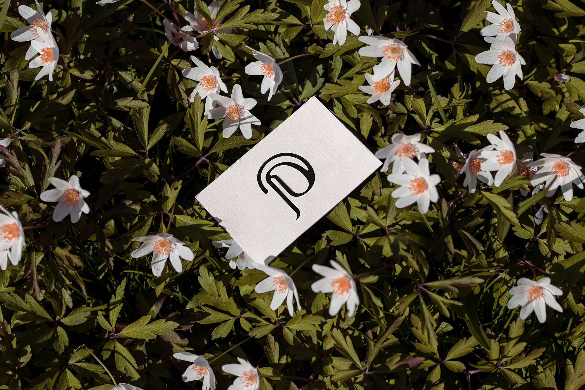 Close-up of a business card with a stylized letter P on top of green leaves and anemone flowers with white petals and orange centers.