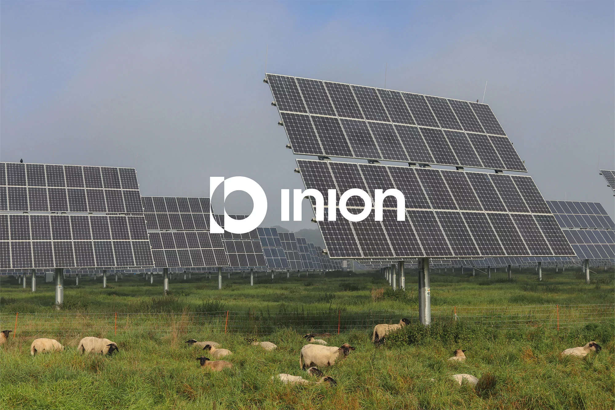 Wide shot of a solar farm featuring rows of solar panels in a grassy field, with sheep grazing in the foreground on an overcast day.