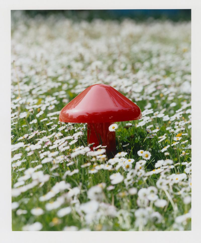 A shiny, red, artificial mushroom stands prominently in a field of small white daisies, with soft focus on the background flowers.