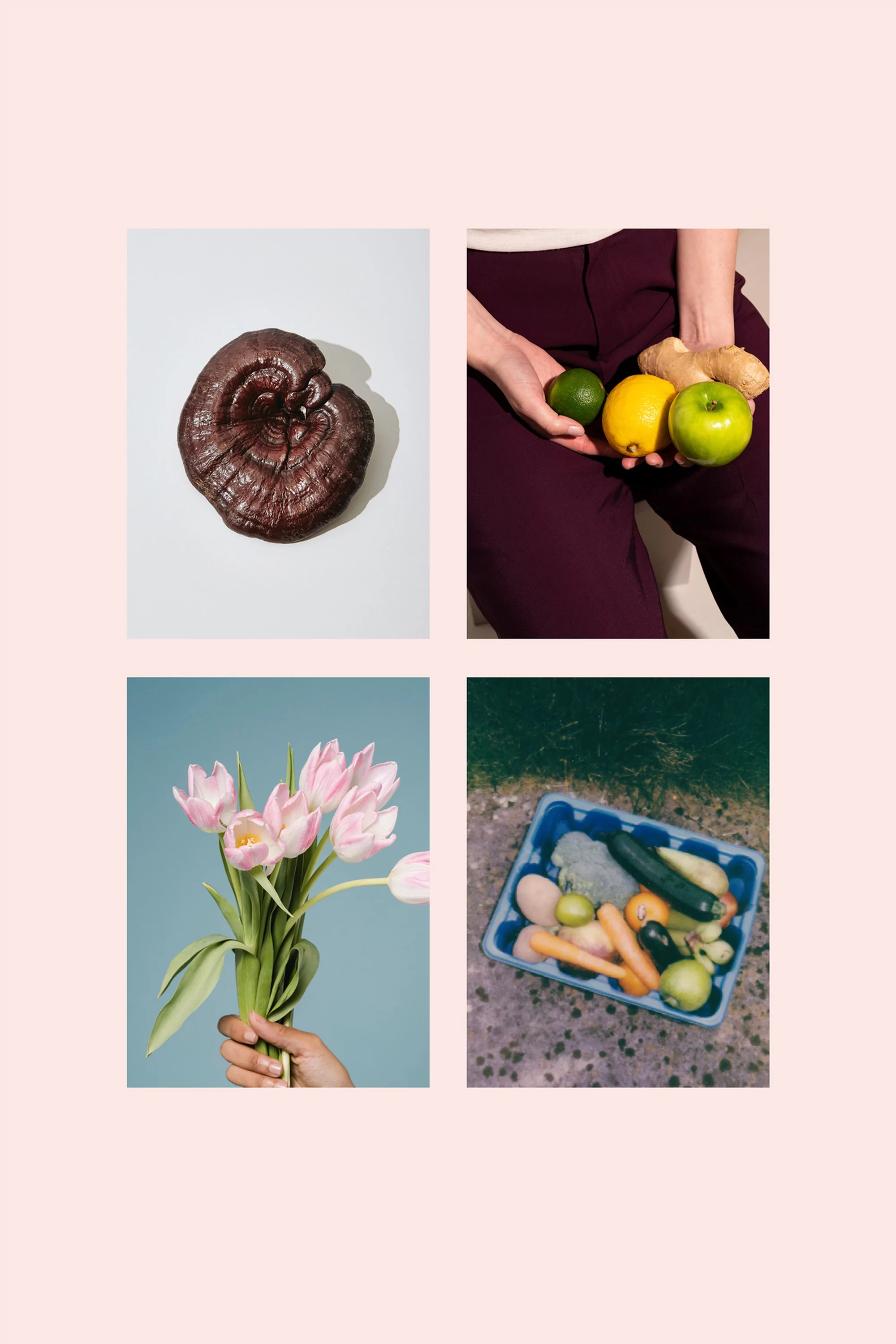Four images arranged: ganoderma mushroom, hand holding fruit, tulips, & blue tray of vegetables on pink background. Minimalist.