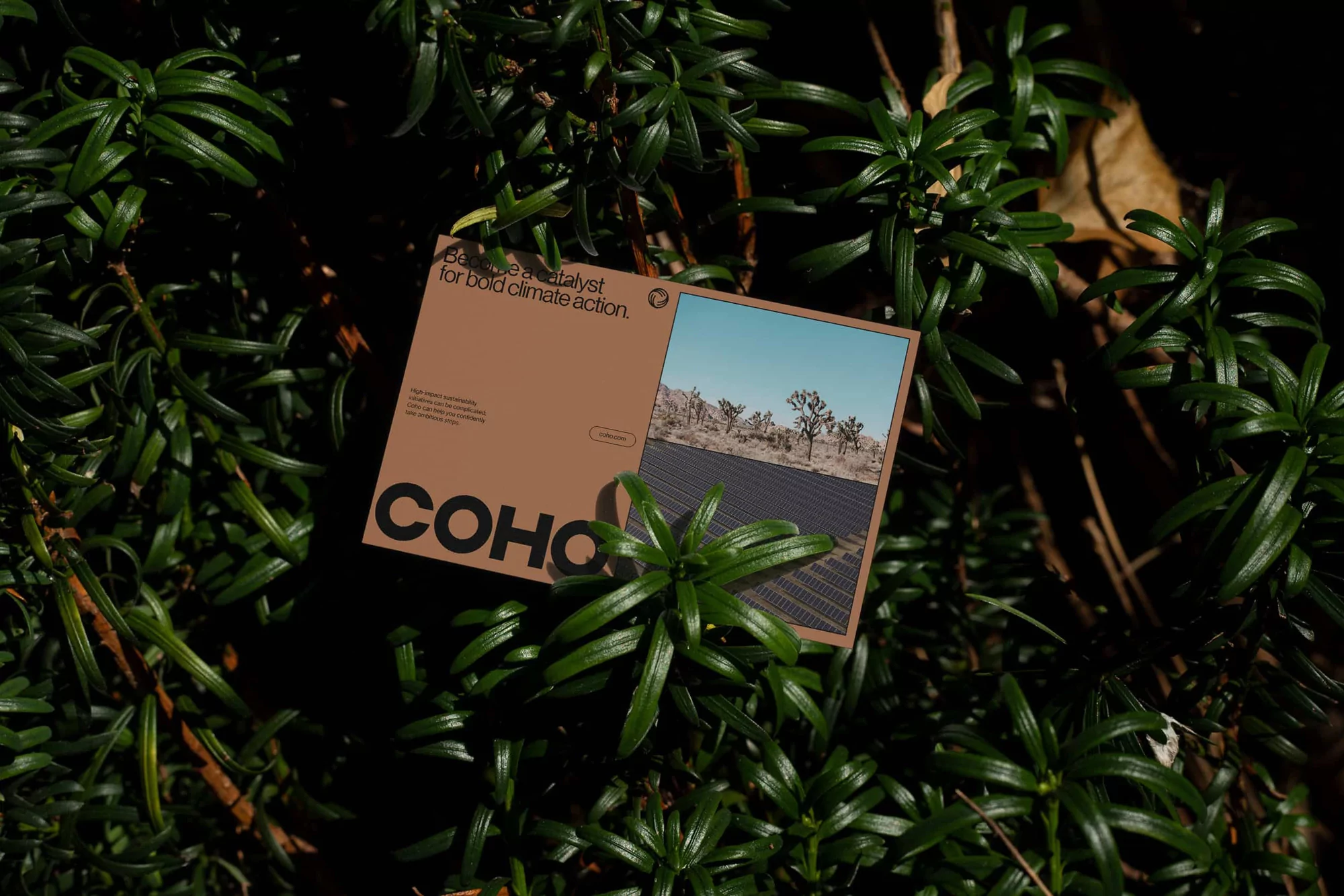 Close-up of a Coho climate action business card nestled in vibrant green foliage, featuring a desert landscape and solar panels.