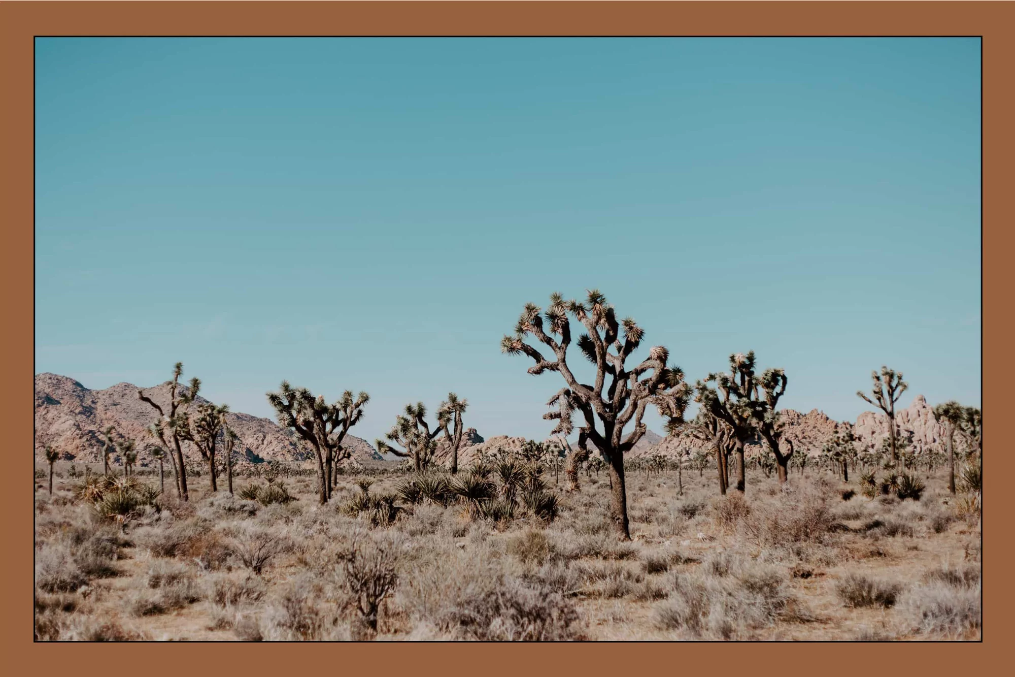 Desert landscape with Joshua Trees under a clear blue sky. Arid ground with desert vegetation and distant mountains in the background.