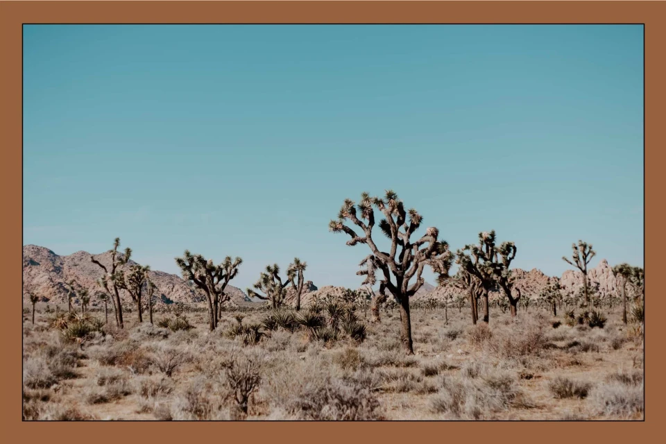 Desert landscape with Joshua Trees under a clear blue sky. Arid ground with desert vegetation and distant mountains in the background.