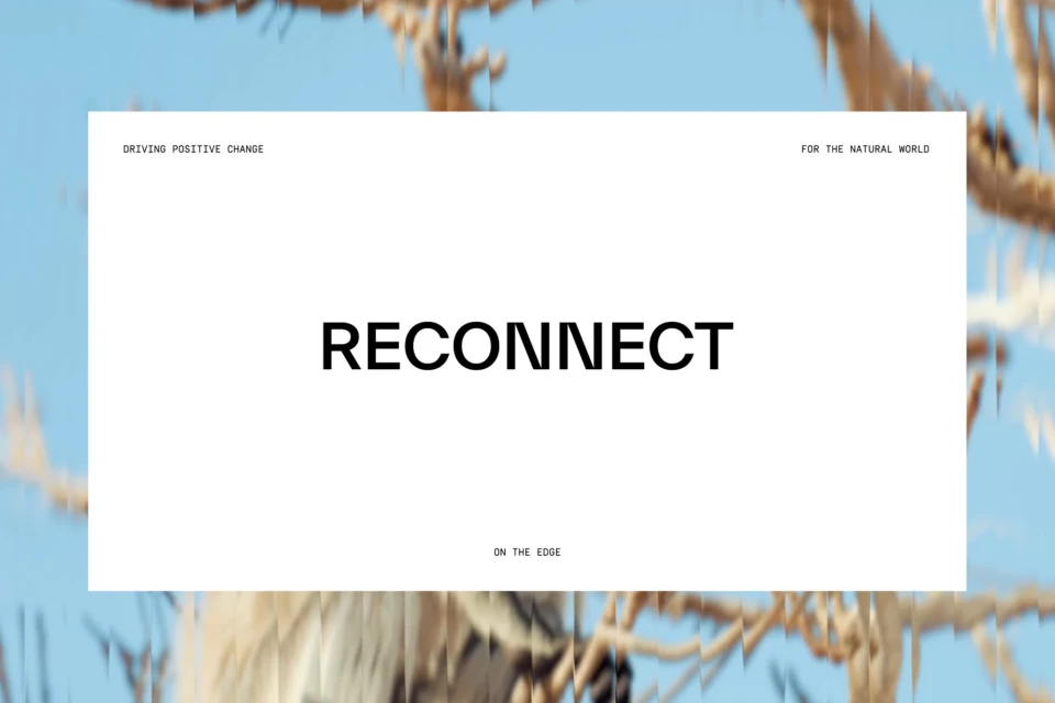 Brand Identity