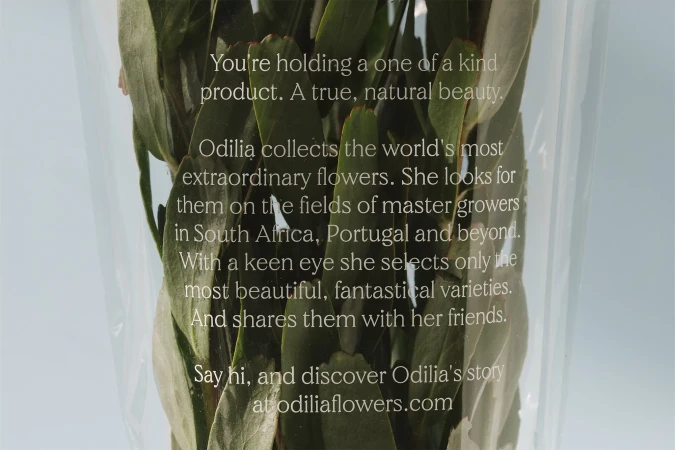 Close-up of green leaves and promotional text about Odilia flowers against a light blue backdrop in a transparent plastic wrap.