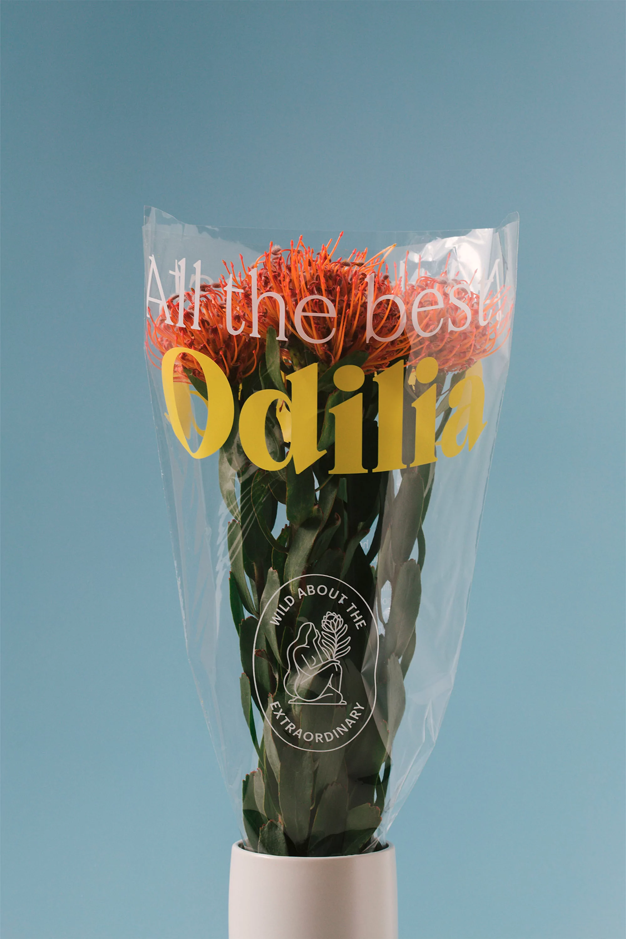 Bouquet of orange protea flowers wrapped in clear plastic with yellow text, placed in a white vase against a blue background.