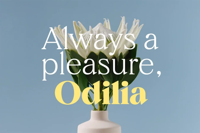 Elegant white protea flower in a cream vase against a light blue backdrop, accented by bold typography, creates a serene, floral display.