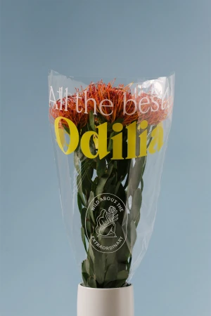 Bouquet of orange pincushion protea flowers in transparent branded wrapping against a solid blue backdrop.