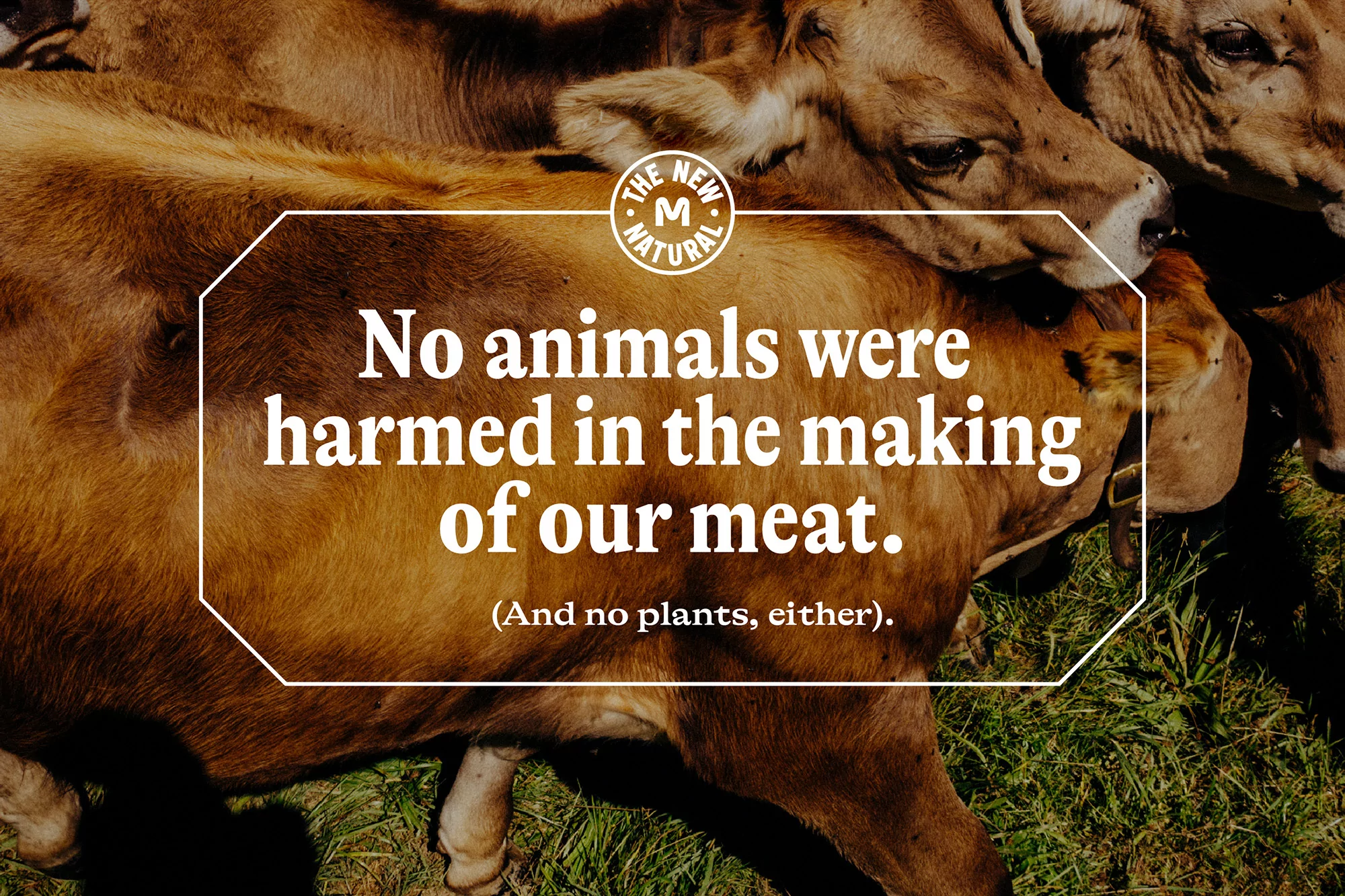 A group of brown cows in a grassy field, with a superimposed message about ethical meat production and animal welfare. Outdoor setting.