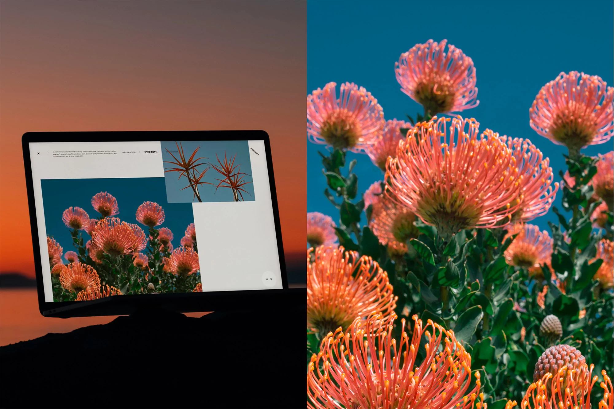 Laptop displaying floral images next to a close-up of pink pincushion protea flowers against a blue sky; nature and technology blend.