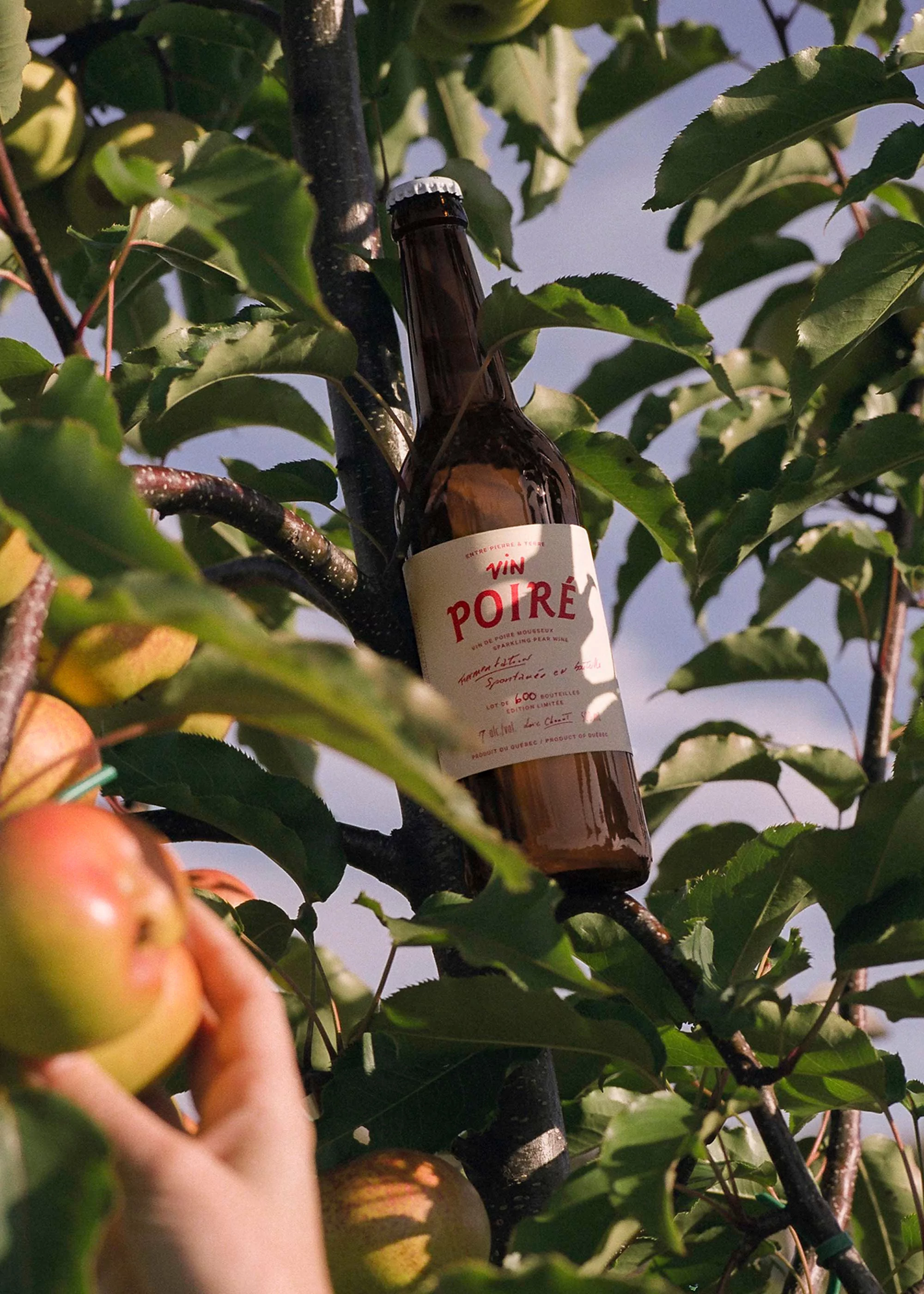 A bottle of poire cider sits in an apple tree surrounded by apples and green leaves with a hand picking an apple.