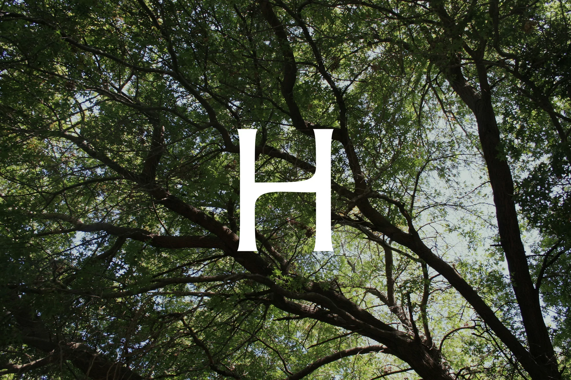 Letter H superimposed over a natural canopy of green trees and branches reaching towards the sky in an outdoor setting.