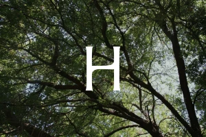 Large white serif letter H centered over a dense canopy of green tree branches and leaves looking up toward the sky