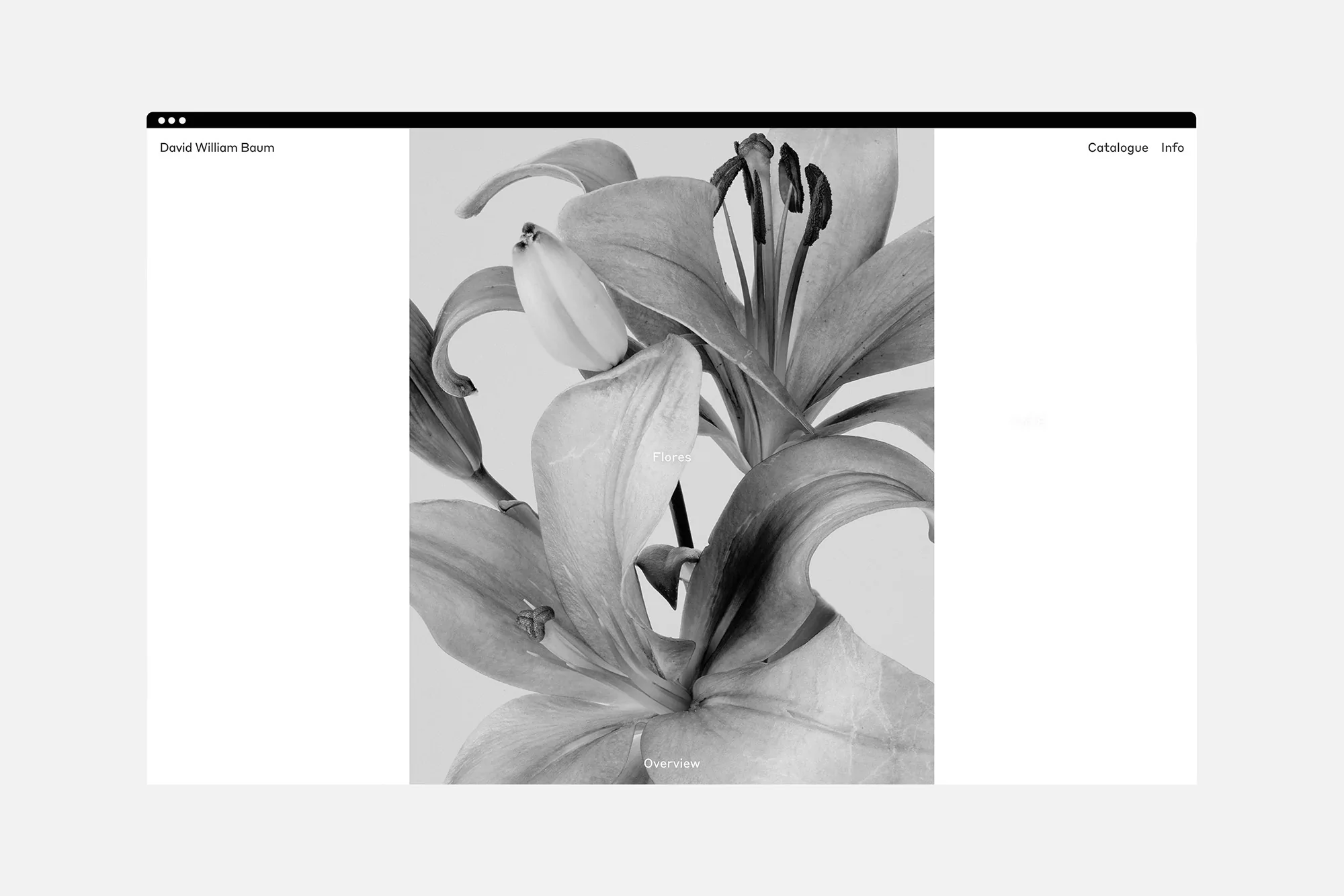 Monochrome lily bloom on website display featuring black text 'Flores' and 'Overview' set against a soft, light-grey backdrop.