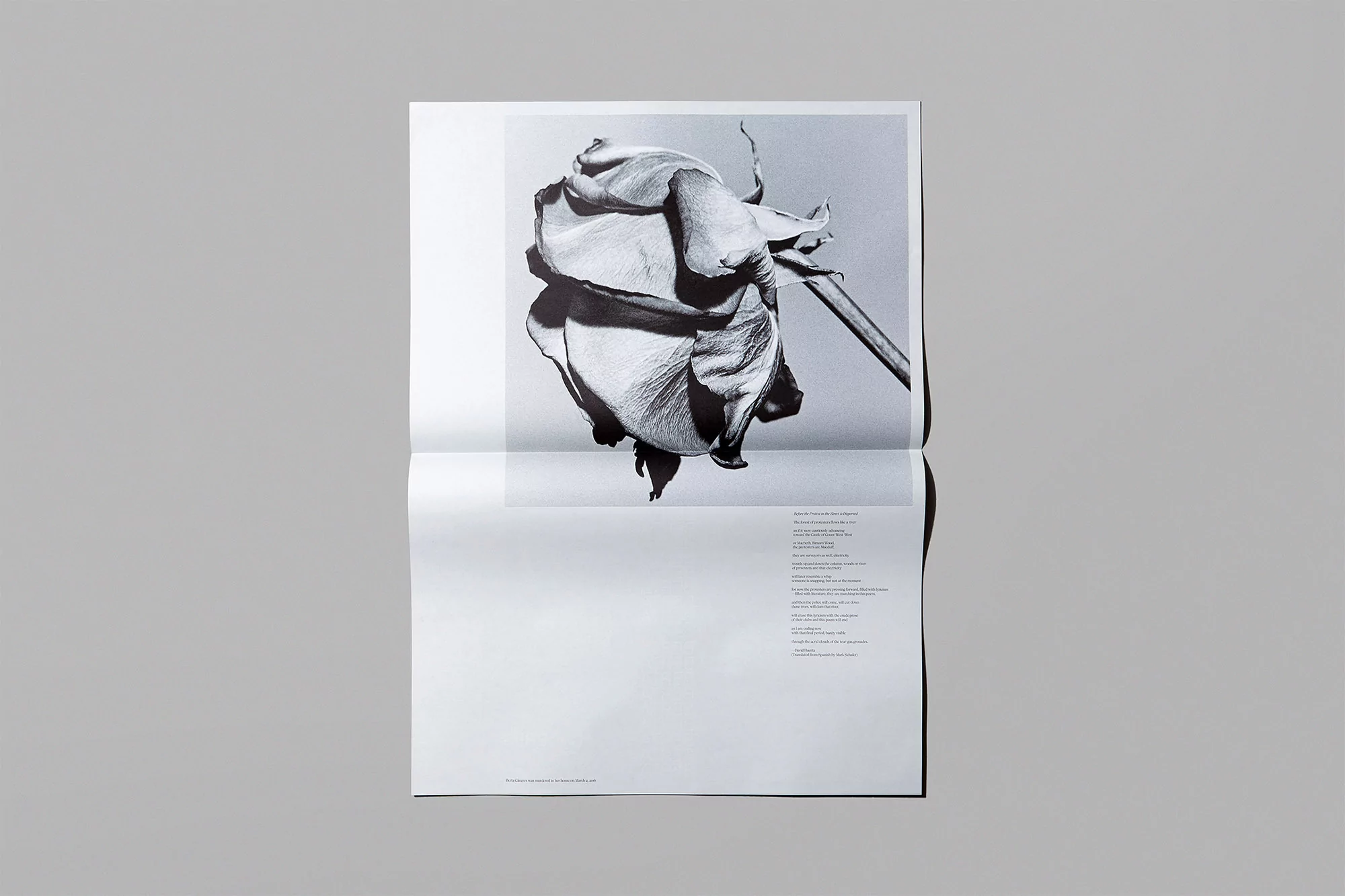 Monochrome open book featuring a prominent photo of a wilting rose, set against a grey background, creating a stark contrast.