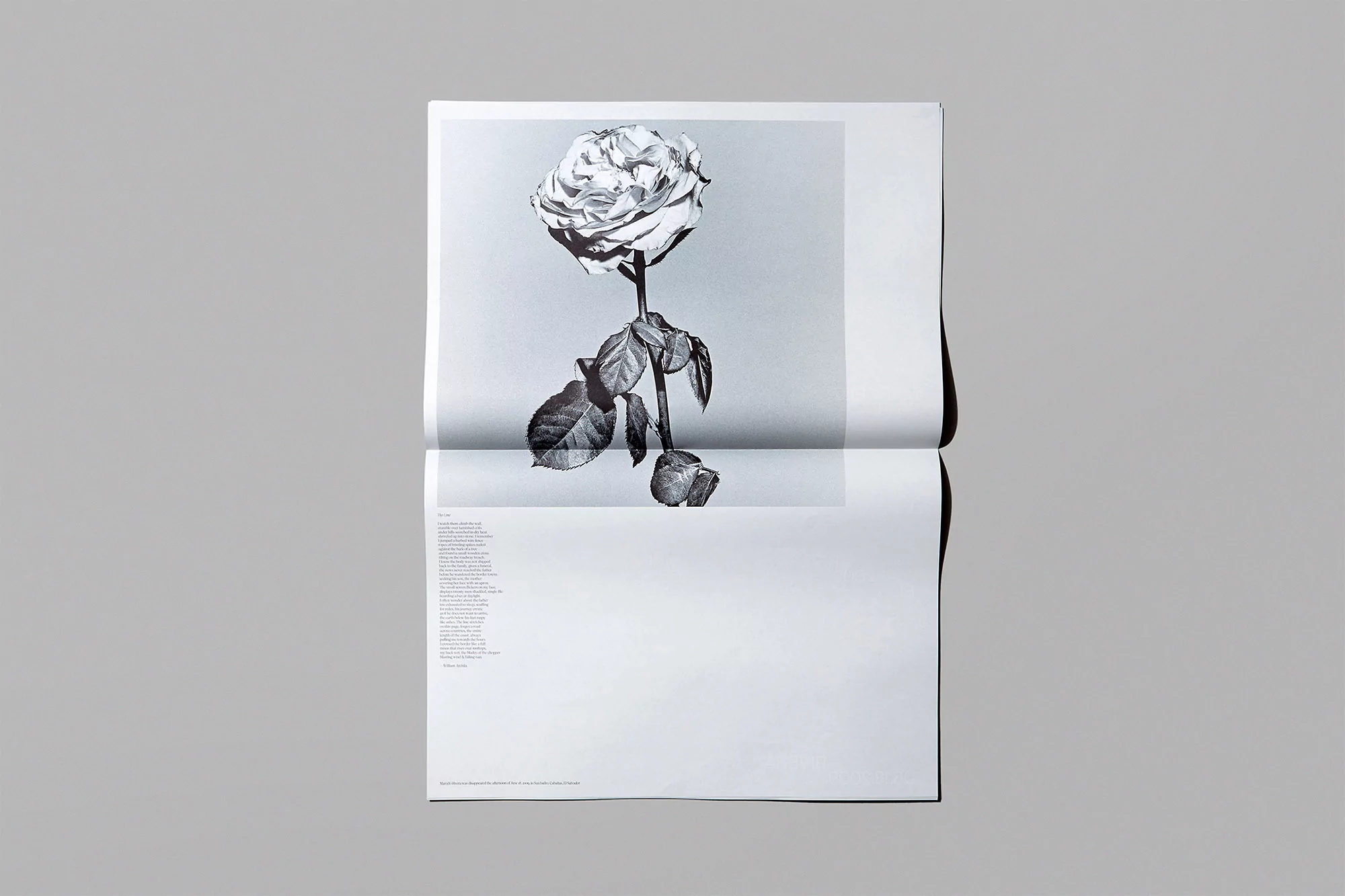Monochrome image of a rose on a folded page, centered against a gray backdrop, showcasing stark contrasts and delicate flower details.