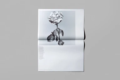 Open spread of a black and white publication featuring a detailed rose photograph and aligned text column