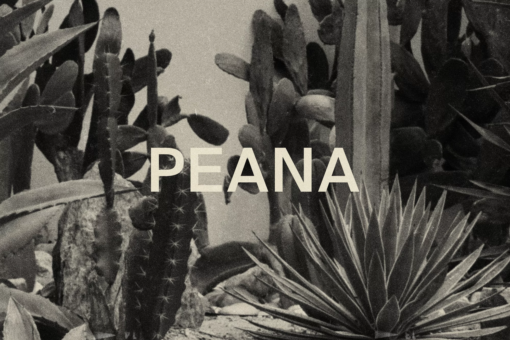 Monochromatic photograph showcasing a close-up view of various cacti and agave plants in an outdoor environment, with the text 'PEANA' overlaid.