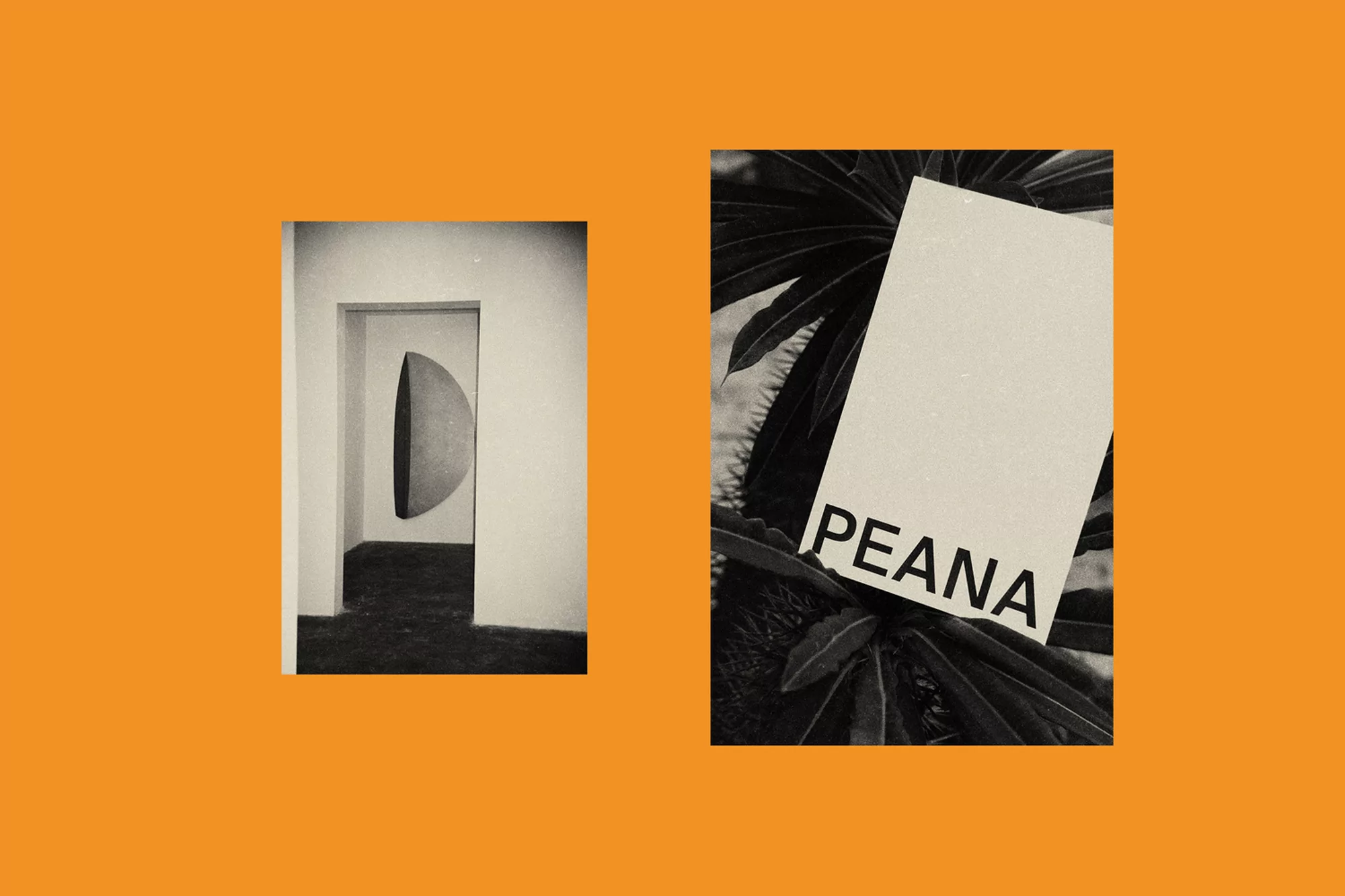 Monochromatic photograph featuring minimalist interior with arched doorway and a contrasting plant with a branding card on orange backdrop.
