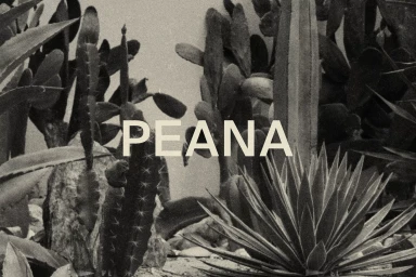 Monochrome botanical image featuring various cacti and succulents with the word PEANA overlaid in the center.