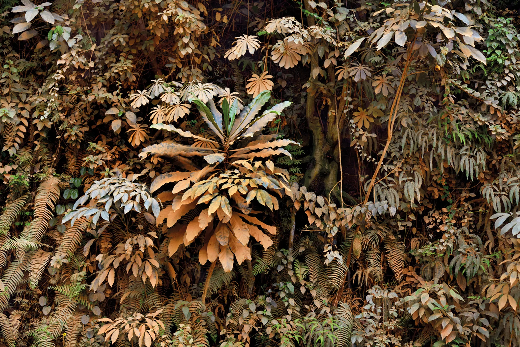 Lush greenery displays a variety of plants and ferns in a natural environment, featuring a rich tapestry of textures and colors.