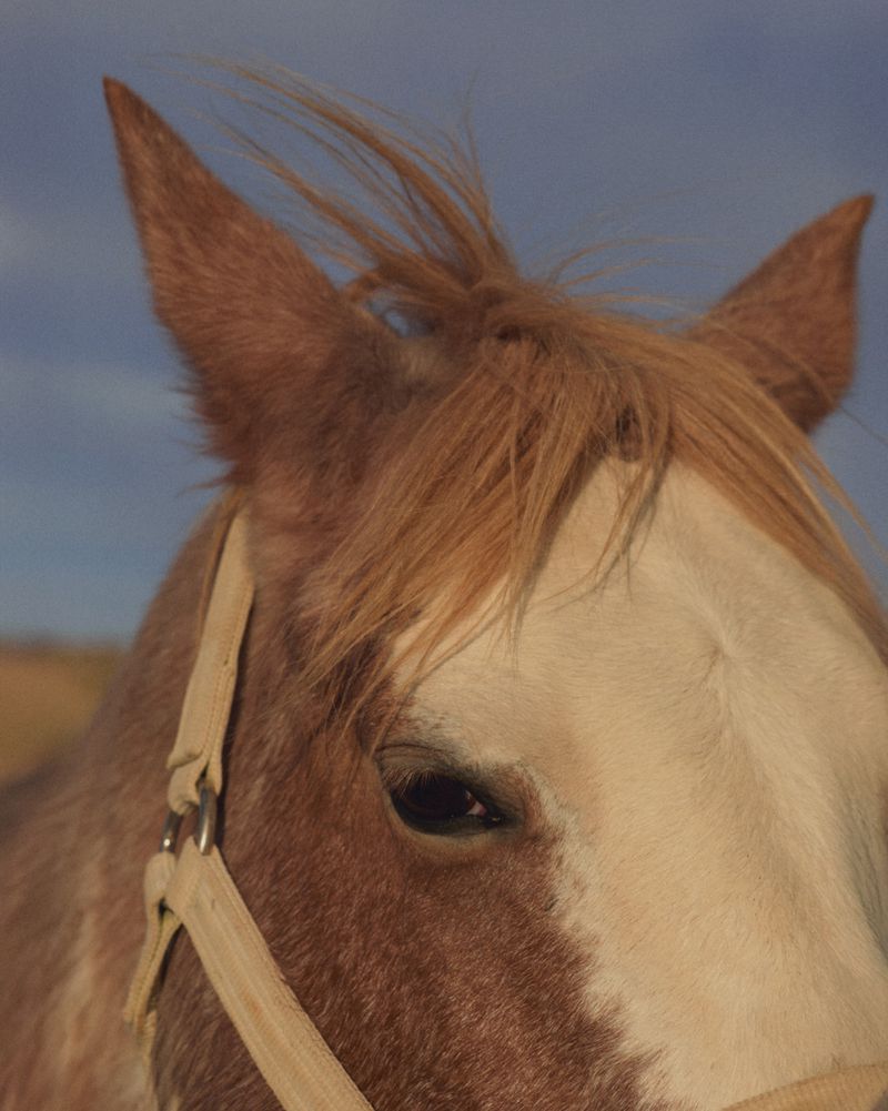 Close-up shot of a brown and white horse showing its face, eye, and ears against a soft blue sky and a blurred brown field.