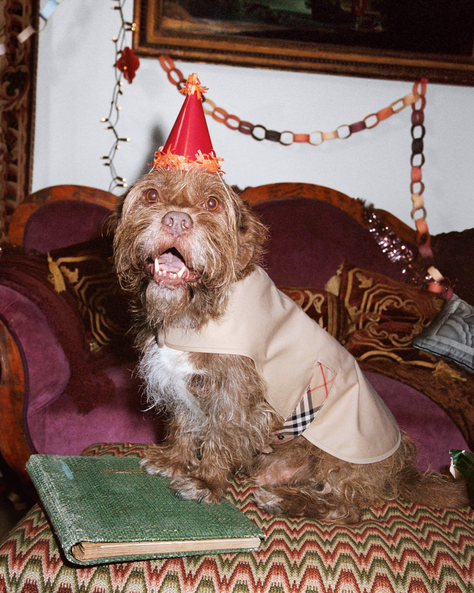 Brown dog sits on a purple patterned couch wearing a party hat and Burberry jacket with a green book sitting beside it.