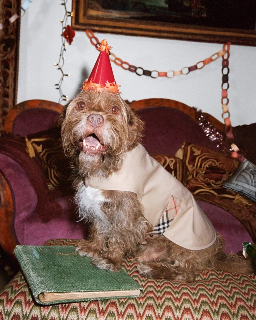 Brown dog sits on a purple patterned couch wearing a party hat and Burberry jacket with a green book sitting beside it.