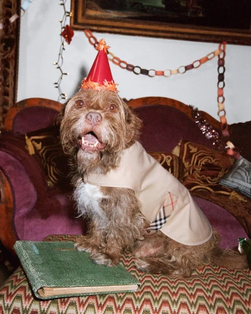 Brown dog sits on a purple patterned couch wearing a party hat and Burberry jacket with a green book sitting beside it.