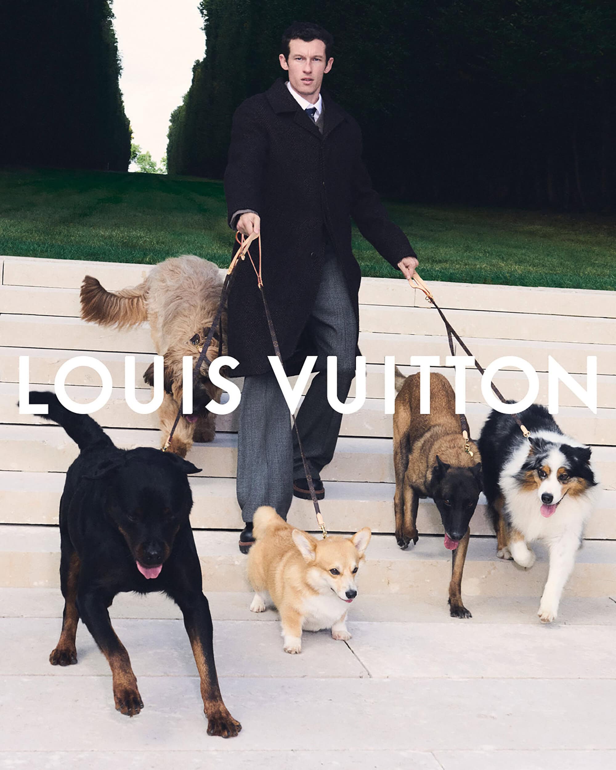 An adult male in a dark coat walks down stairs with five dogs of different breeds, photographed outdoors with Louis Vuitton text overlay.
