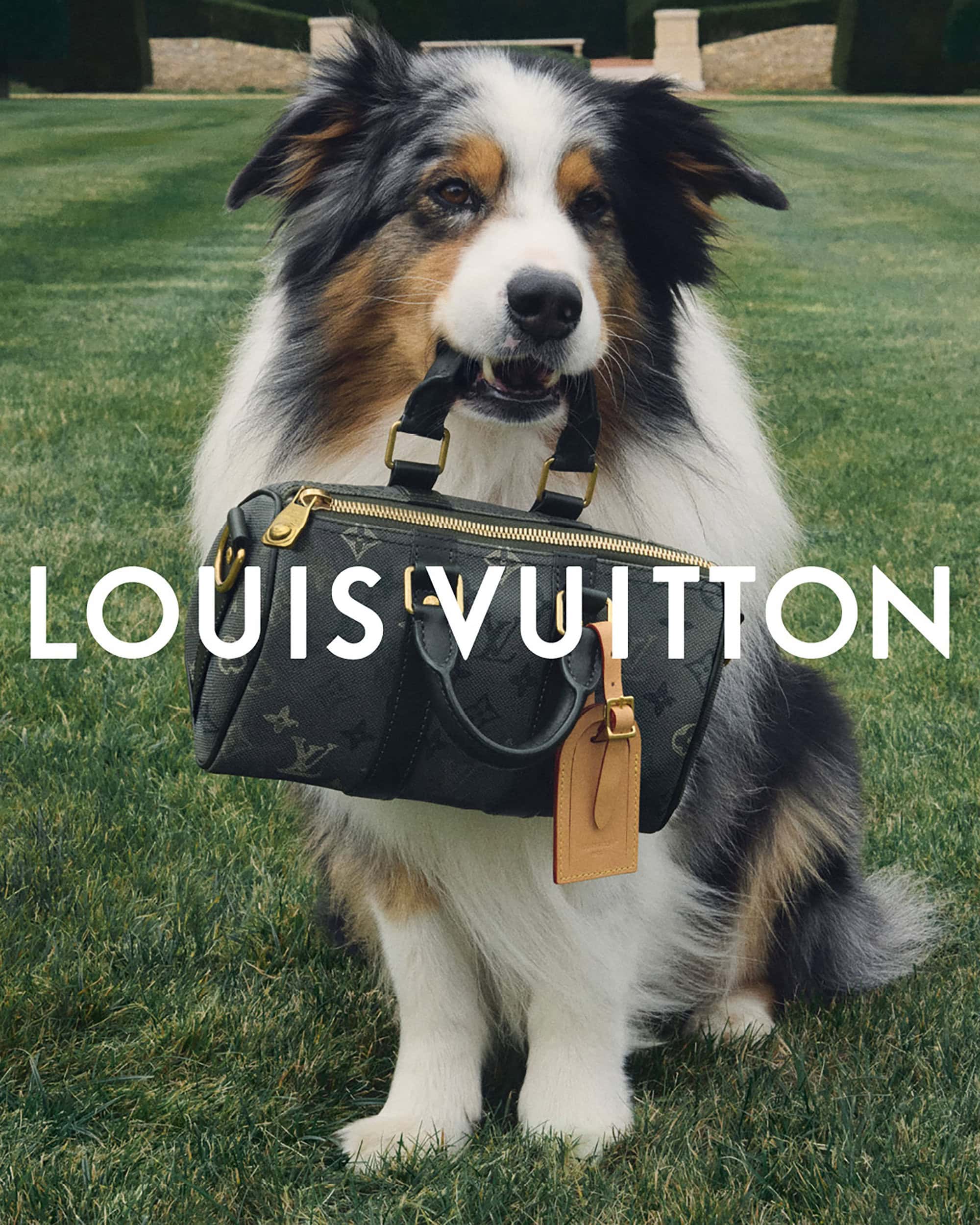 Australian Shepherd dog holding a Louis Vuitton handbag in its mouth, sitting on green grass with trees in the background.