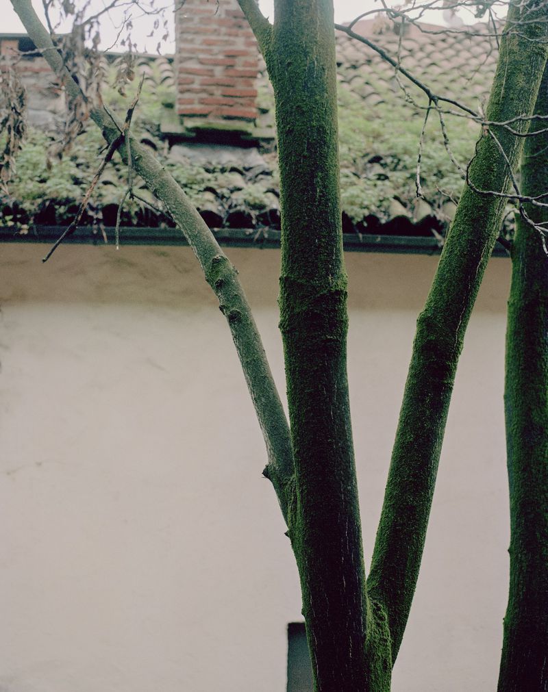 Three tree trunks with green moss, tiled roof and chimney of a beige building in the background. Close-up in natural light.