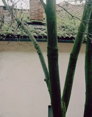 Close-up of moss-covered tree trunks against a light wall and tiled roof for Anaii F/W 2026