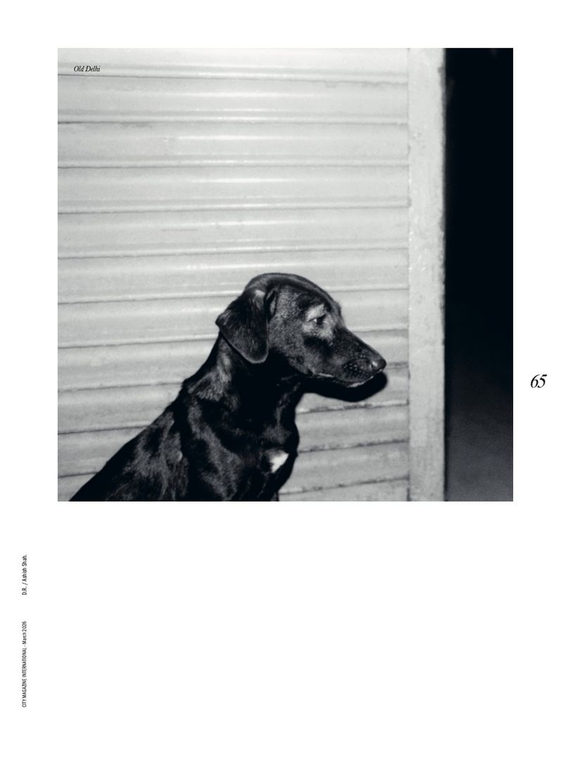 Monochrome image of a sleek, dark-coated dog sitting alertly in an indoor setting against a corrugated metal background, exuding calm.
