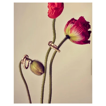 Still life studio shot of red poppy flowers with delicate gold rings, artistic floral arrangement against a neutral background.