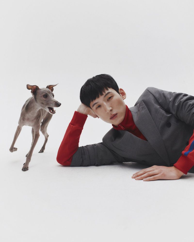 Italian Greyhound stands next to a male fashion model in a grey jacket and red turtleneck, lying on a white seamless background.
