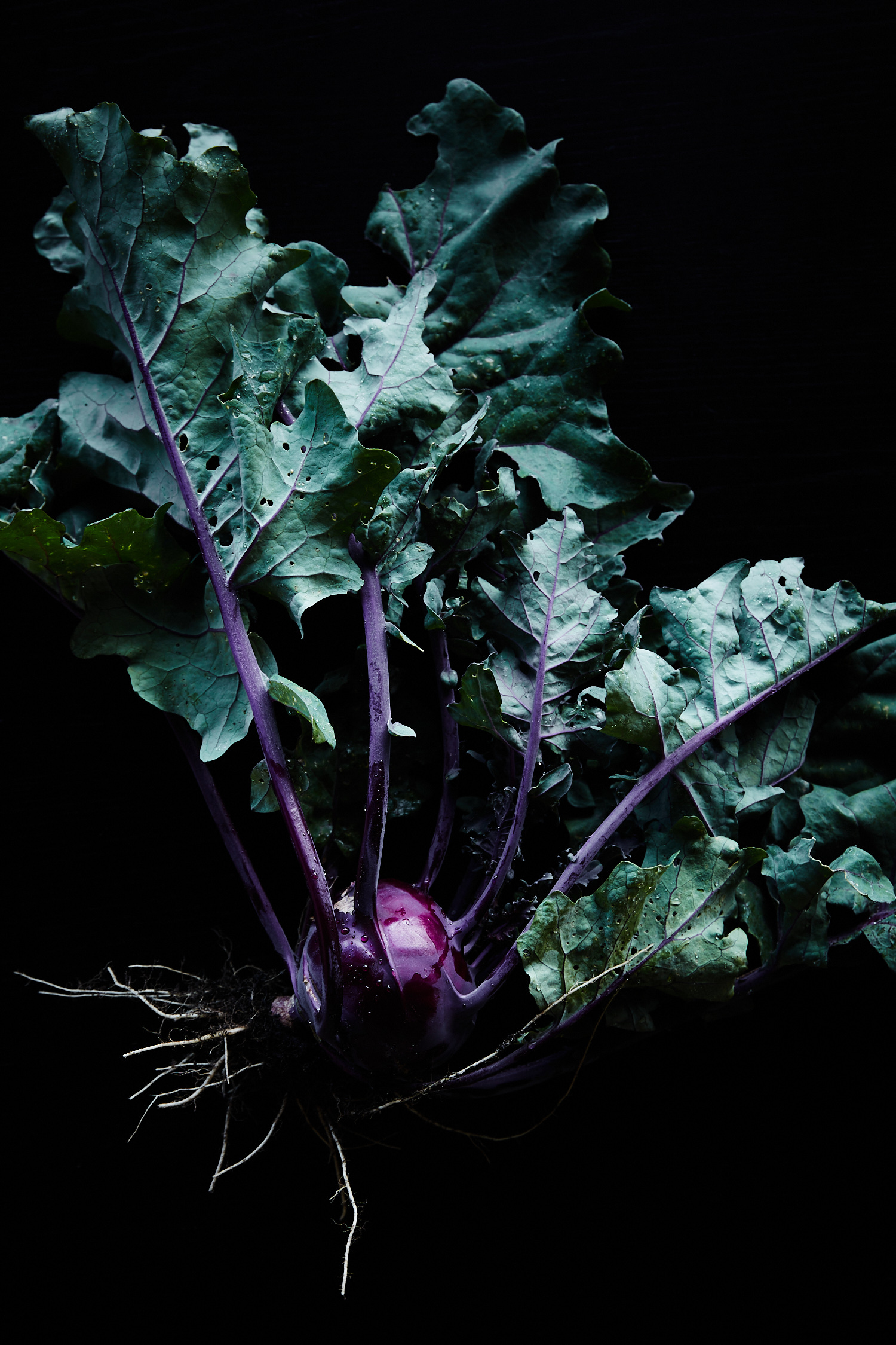 Close-up shot of a kohlrabi plant with broad green leaves and a purple bulb, set against a stark black background. Food photography.