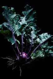 Close-up of a purple kohlrabi vegetable with large green leaves and visible roots against a solid black background.