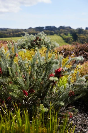 Close-up of green bottlebrush plant with red flowers outdoors against a distant landscape background.