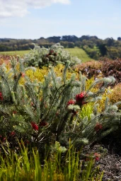 Close-up of green bottlebrush plant with red flowers outdoors against a distant landscape background.