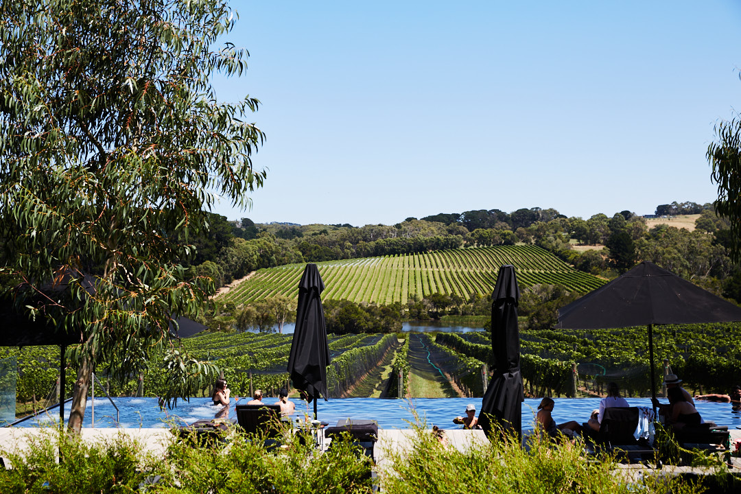 Vineyard view from infinity pool with people relaxing in the water under parasols on a sunny day with clear blue sky.