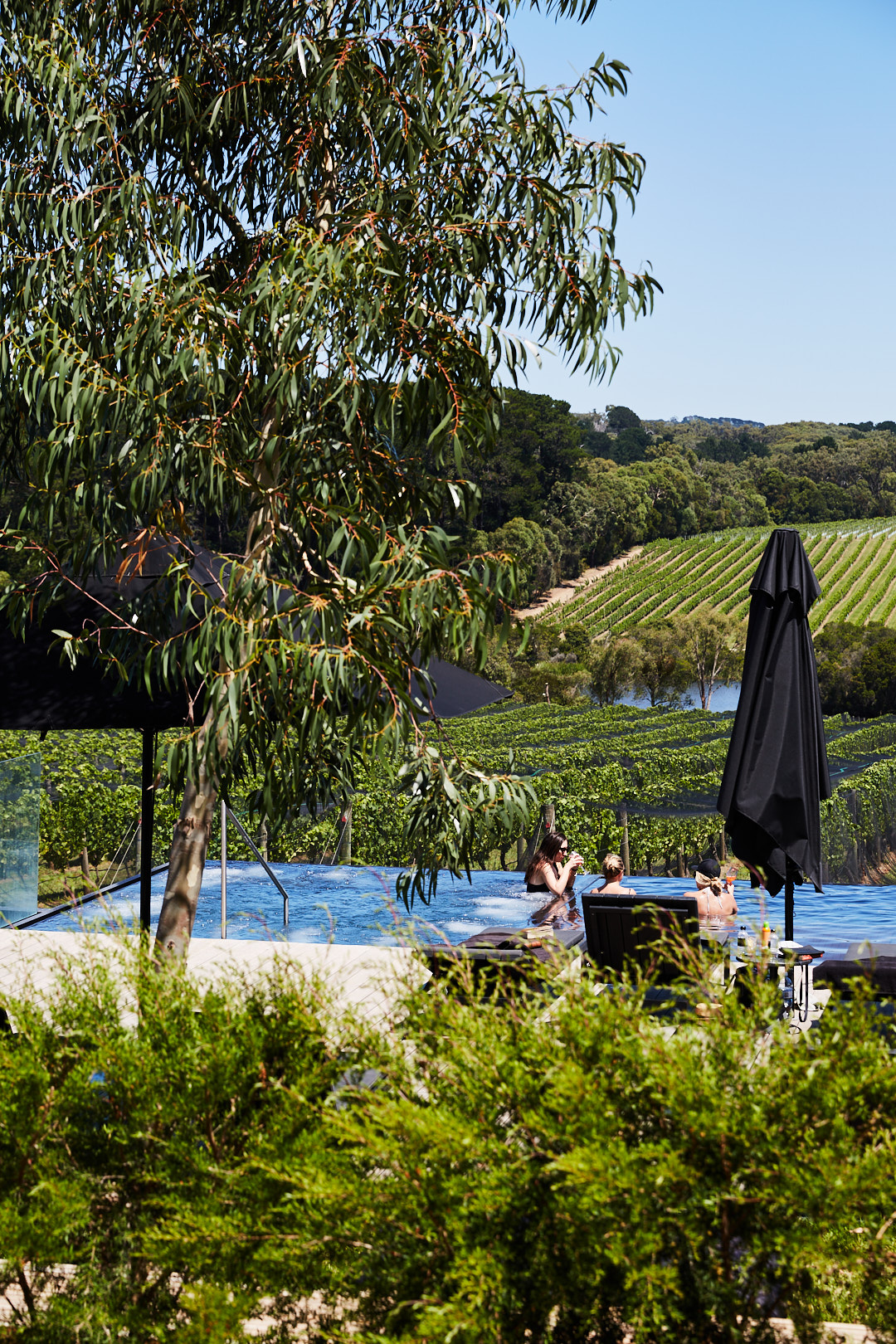 A view of people relaxing in an outdoor pool at a winery, with rolling vineyards and trees visible on a sunny day.